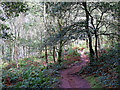 SO8383 : Woodland track on Kinver Edge in Staffordshire by Roger  D Kidd