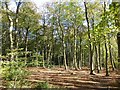 SP9207 : Beech Trees in Drayton Wood by Rob Farrow