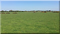 TV5598 : A glimpse of Friston water tower from near the Crowlink car park by Robin Stott