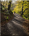 J4681 : Path, Crawfordsburn Glen by Rossographer