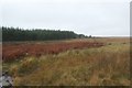 NY1106 : Edge of the plantation of Hollow Moor by Graham Robson