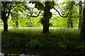 TL4458 : The Backs, Cambridge: view over drain into the grounds of King's College by Christopher Hilton