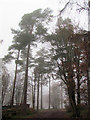 SP8808 : A Misty view of tall pine trees in Wendover Woods by Chris Reynolds