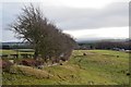  : Pasture near Carsewell by Jim Barton