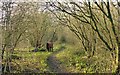 SK4453 : Pinxton Canal Footpath by Alan Murray-Rust