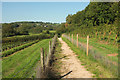 SX8457 : Footpath through New Wood Trees by Derek Harper