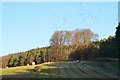 NT6425 : Field below Monument Wood, Peniel Heugh by Jim Barton