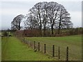 SO9639 : Beech trees beside Lalu Farm by Philip Halling