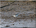 TG0044 : Grey Plover, Morston Creek by Hugh Venables