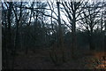 TQ4399 : Epping Forest near Theydon Bois (set of 2 images) by David Howard