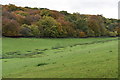 SU7189 : Woodland on the northern edge of Russell's Water Common by Simon Mortimer