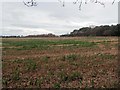 TL7996 : Looking across bare field towards distant piggery by David Pashley