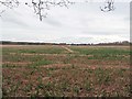 TL7996 : View across bare field with straw for pigs in distance by David Pashley