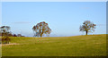 NZ0657 : Trees on a skyline by Trevor Littlewood