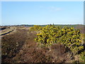 TQ4730 : Gorse flowering on Ashdown Forest by Marathon