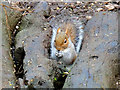 SH9974 : Squirrel at Bodelwyddan Park by David Dixon