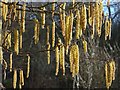 SO7536 : Catkins on a tree by Philip Halling