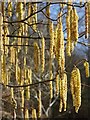 SO7536 : Catkins on a tree by Philip Halling