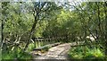 SZ0385 : Track and boardwalk in woodland on Studland Heath, Dorset by Phil Champion