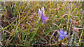 SZ0183 : Marsh Gentian (Gentiana pneumonanthe) on Godlingston Heath by Phil Champion