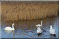 NJ2366 : Mute and Trumpeter Swans by Anne Burgess