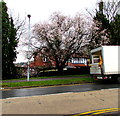 ST3091 : Pink blossom in late winter, Malpas, Newport by Jaggery