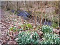 NH7357 : Snowdrops beside Rosemarkie Burn by Rob Farrow