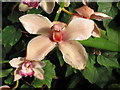 TQ1877 : Kew Gardens orchid festival, orchid bloom by David Hawgood