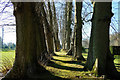 SJ3248 : Avenue of Trees at Erddig by Jeff Buck