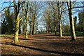 SJ3248 : Avenue of Trees on Erddig Castle Bailey by Jeff Buck