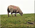 SH3588 :  Sheep safely grazing by Gerald England