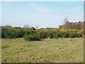 TL7893 : Gorse patch by David Pashley