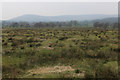 SD6342 : Rough Pasture to the South East Of Chipping by Chris Heaton