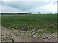 NZ1722 : Oilseed rape crop, west of West Leaside by Christine Johnstone