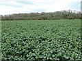 NZ1823 : Crop field and Lutterington Whin by Christine Johnstone