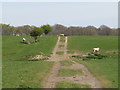 NZ4030 : Track through a field near Sedgefield by Malc McDonald