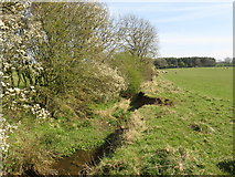  : Ditch near Sedgefield by Malc McDonald