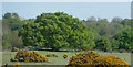 TL8198 : Long distance panorama of woodland beyond pasture by David Pashley