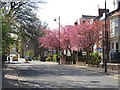 NZ3955 : Spring colour on Tunstall Road, Sunderland by Malc McDonald