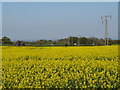 NZ3751 : Pylons through a rape field near Sunderland by Malc McDonald