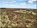 N2300 : Expanse of Heathland by kevin higgins