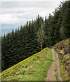 NT2743 : Lone deciduous tree against backdrop of conifers by Trevor Littlewood