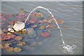 SU2496 : Water feature, Buscot Park by Philip Halling