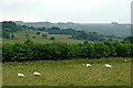 SN6552 : Rough pasture near Llanfair Clydogau in Ceredigion by Roger  D Kidd