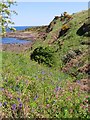 NO5515 : Bluebells and Red Campion on Fife Coast Path by Becky Williamson