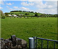 SN5847 : Cows in a Ceredigion field viewed from Carmarthenshire by Jaggery