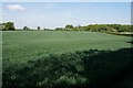 TQ3054 : Wheat field near Tollsworth Manor by Bill Boaden