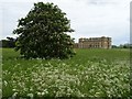 SO8844 : Cow parsley in Croome Park by Philip Halling