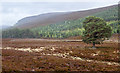 NO0589 : Trees in valley of River Dee by Trevor Littlewood