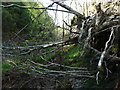 SE0908 : Fallen tree, Rams Clough, Meltham by Humphrey Bolton